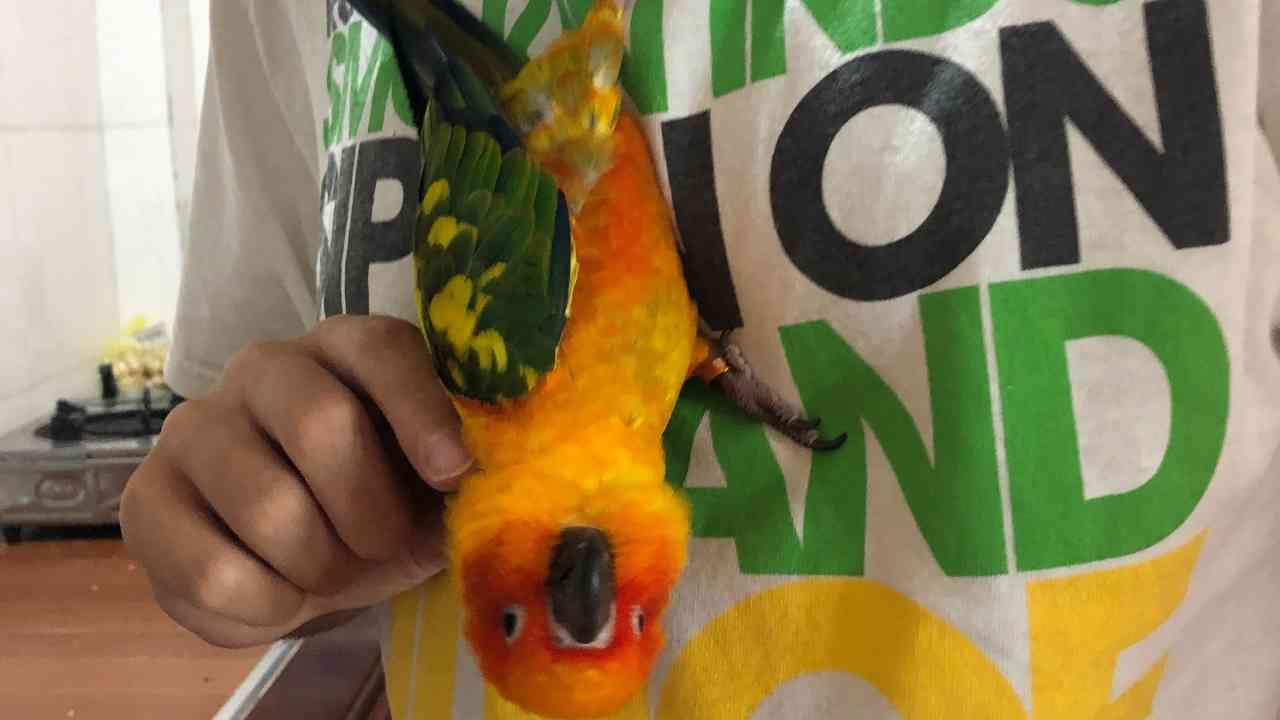 Signs That Your Parrot Likes You | Poodles And Parrots